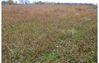 Property photo 10 - 80 Acres & Home - Property Offered in 4 Tracts from 2.3 to 30.0 Acres
